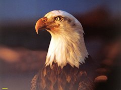 Bald Eagle1